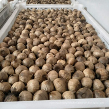 2020 new chinese black garlic for sale